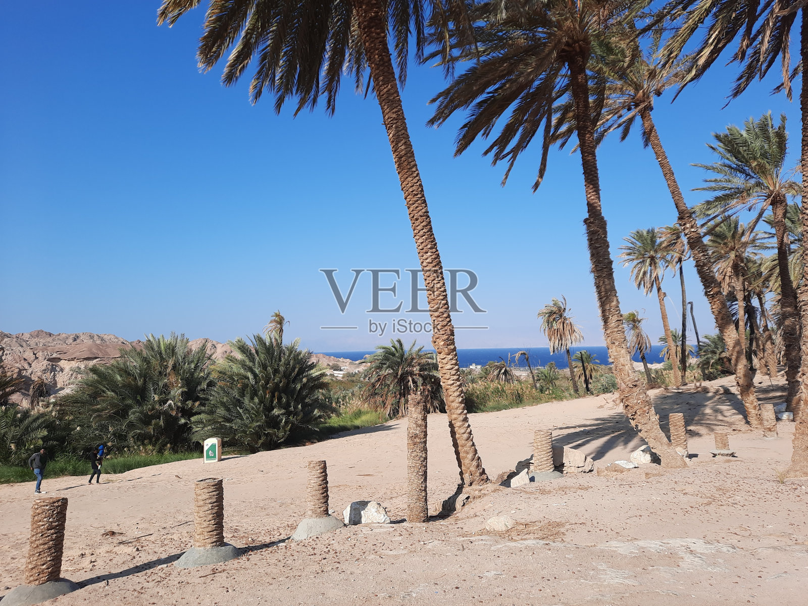 沙特阿拉伯海滩上的棕榈树、白色沙滩和自然美景照片摄影图片