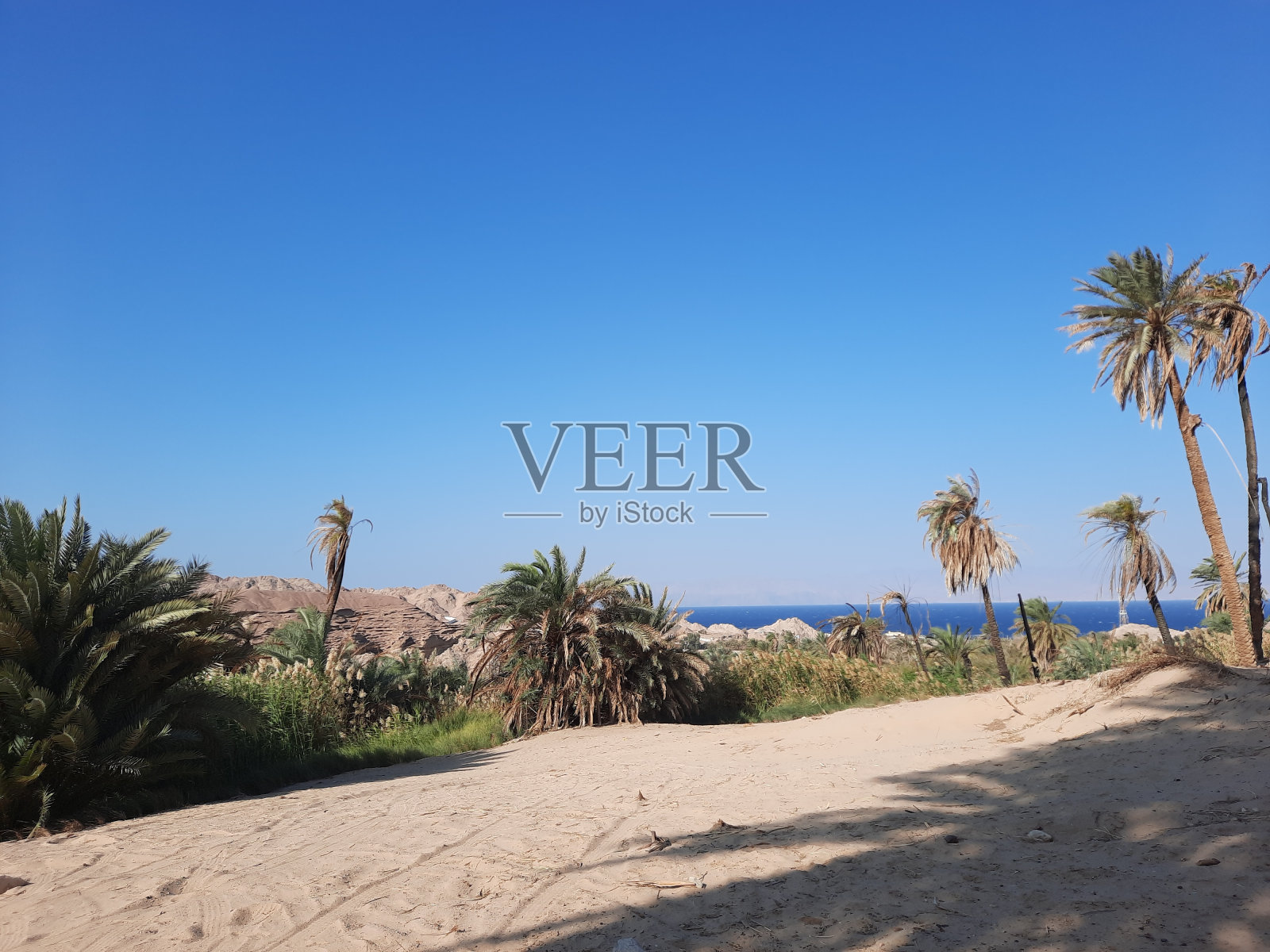 沙特阿拉伯海滩上的棕榈树、白色沙滩和自然美景照片摄影图片