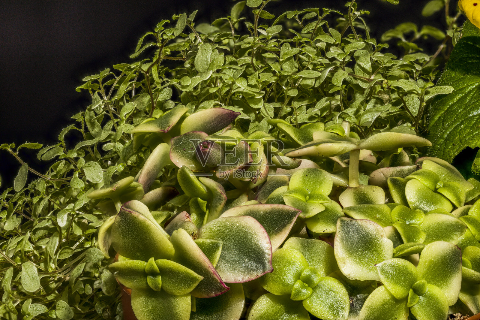 美丽的微距摄影花在黑色背景照片摄影图片