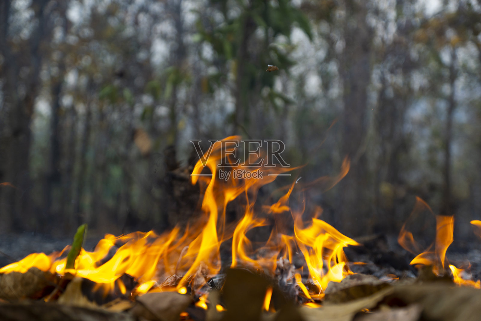 亚洲的野火，燃烧的地面被干树叶覆盖，灾难和烟雾威胁照片摄影图片