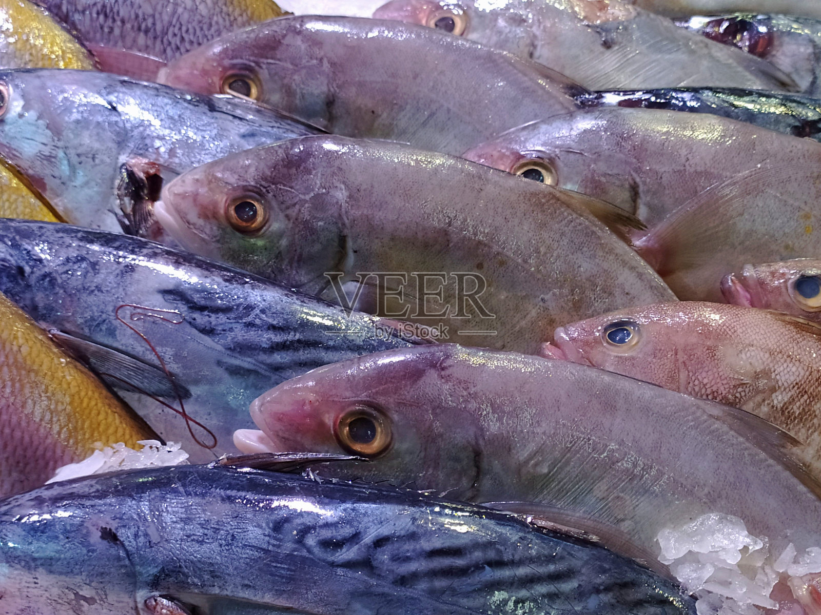 市场上陈列着新鲜的鱼照片摄影图片