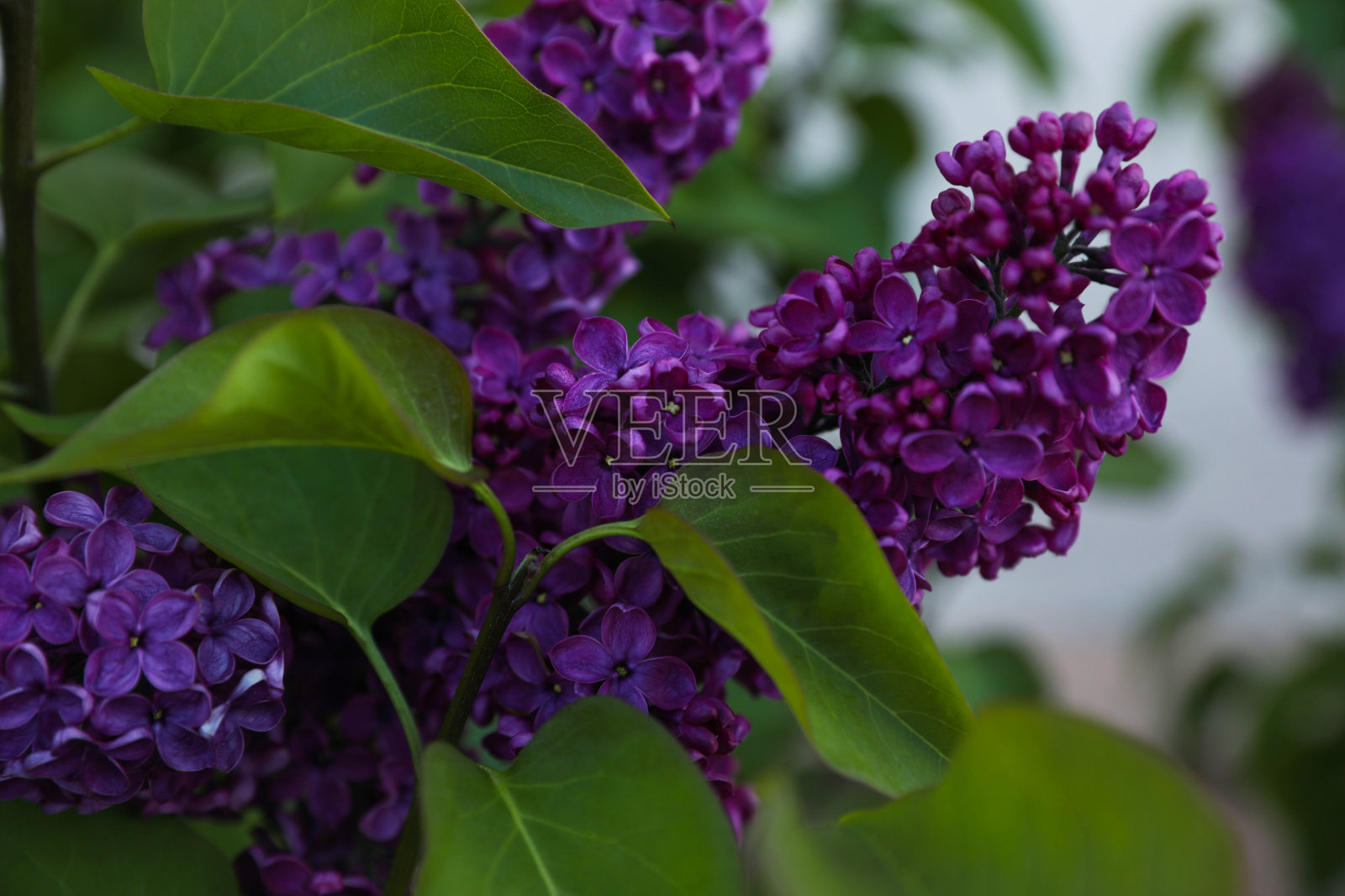 美丽的紫丁香植物与芬芳的紫色花朵在户外，特写照片摄影图片