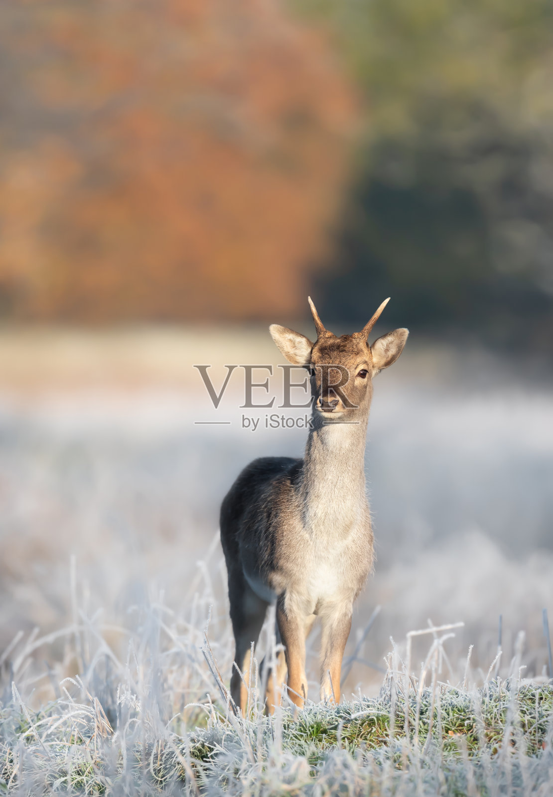 冬天一只幼鹿的特写照片摄影图片