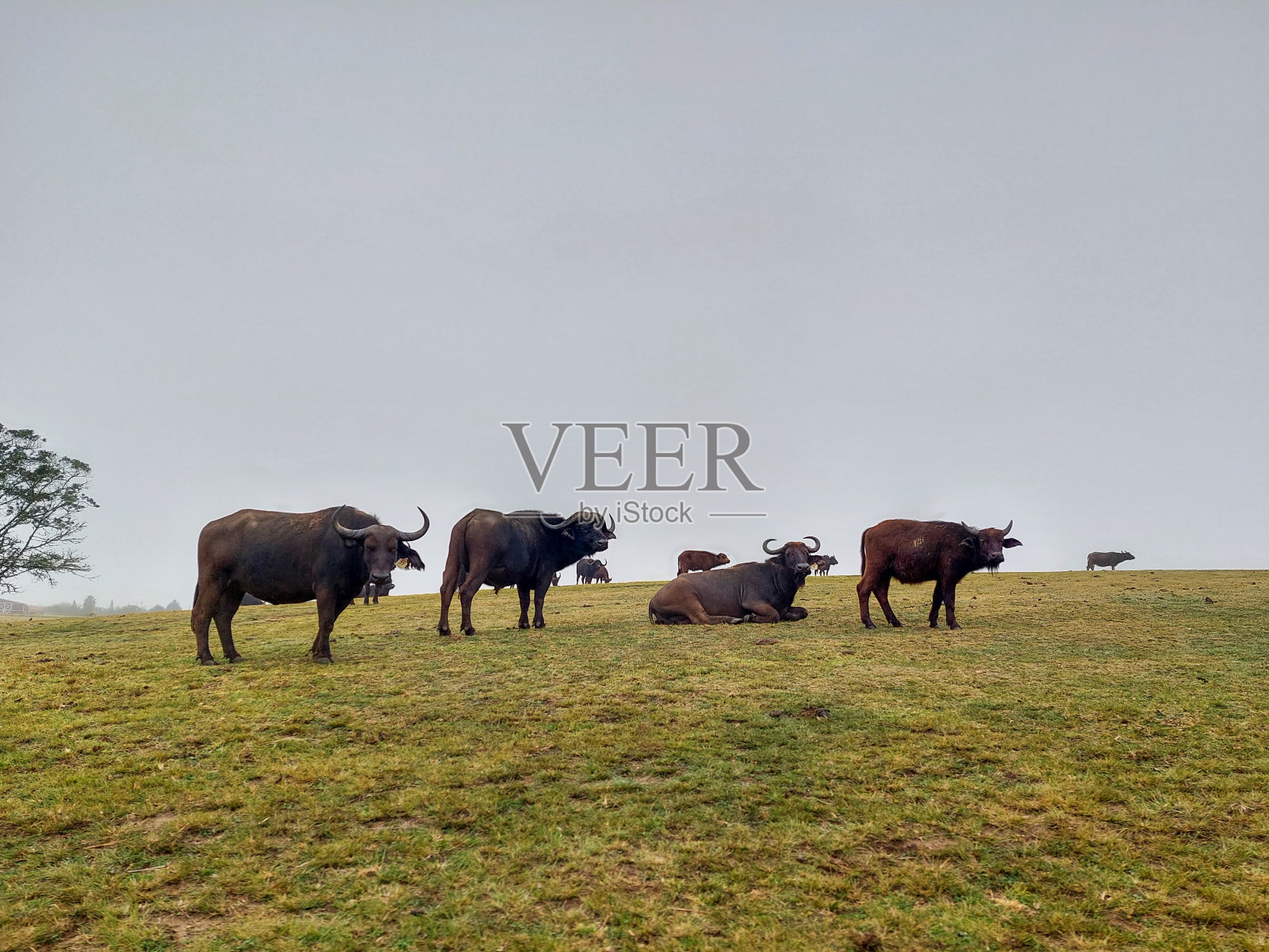 水牛照片摄影图片