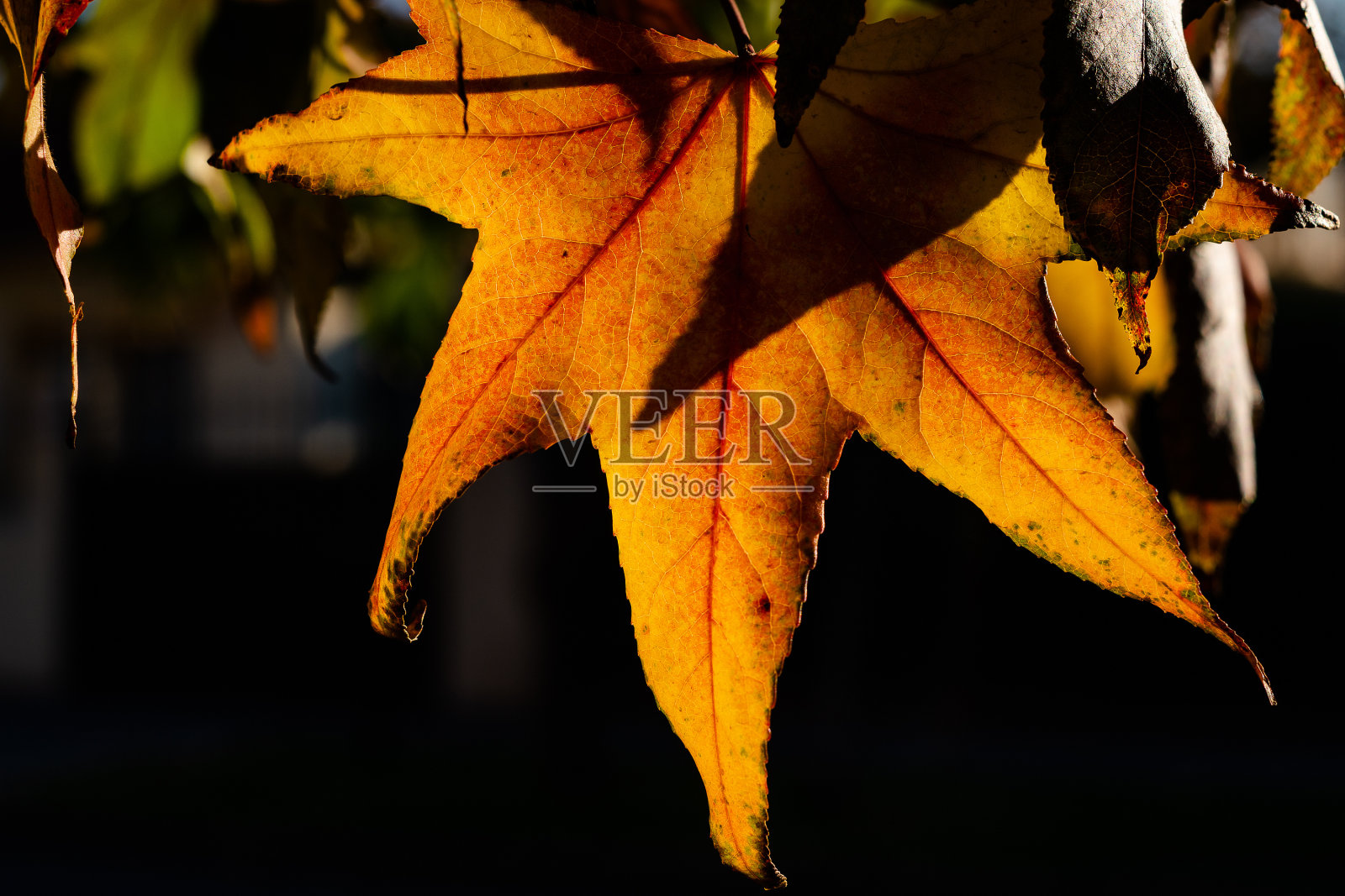 花园中槭黄叶的背光特写照片摄影图片
