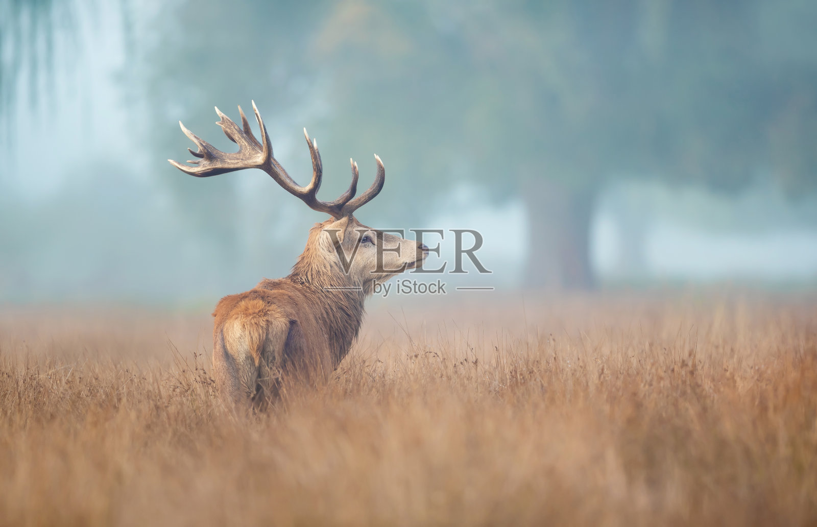马鹿在晨雾中照片摄影图片