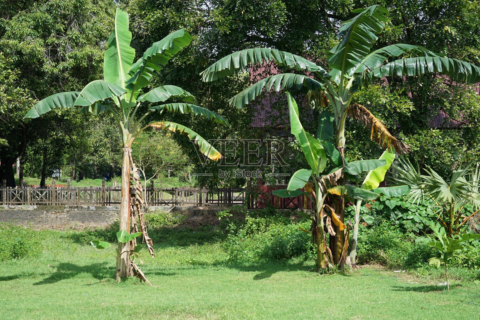 香蕉树生长在花园里照片摄影图片