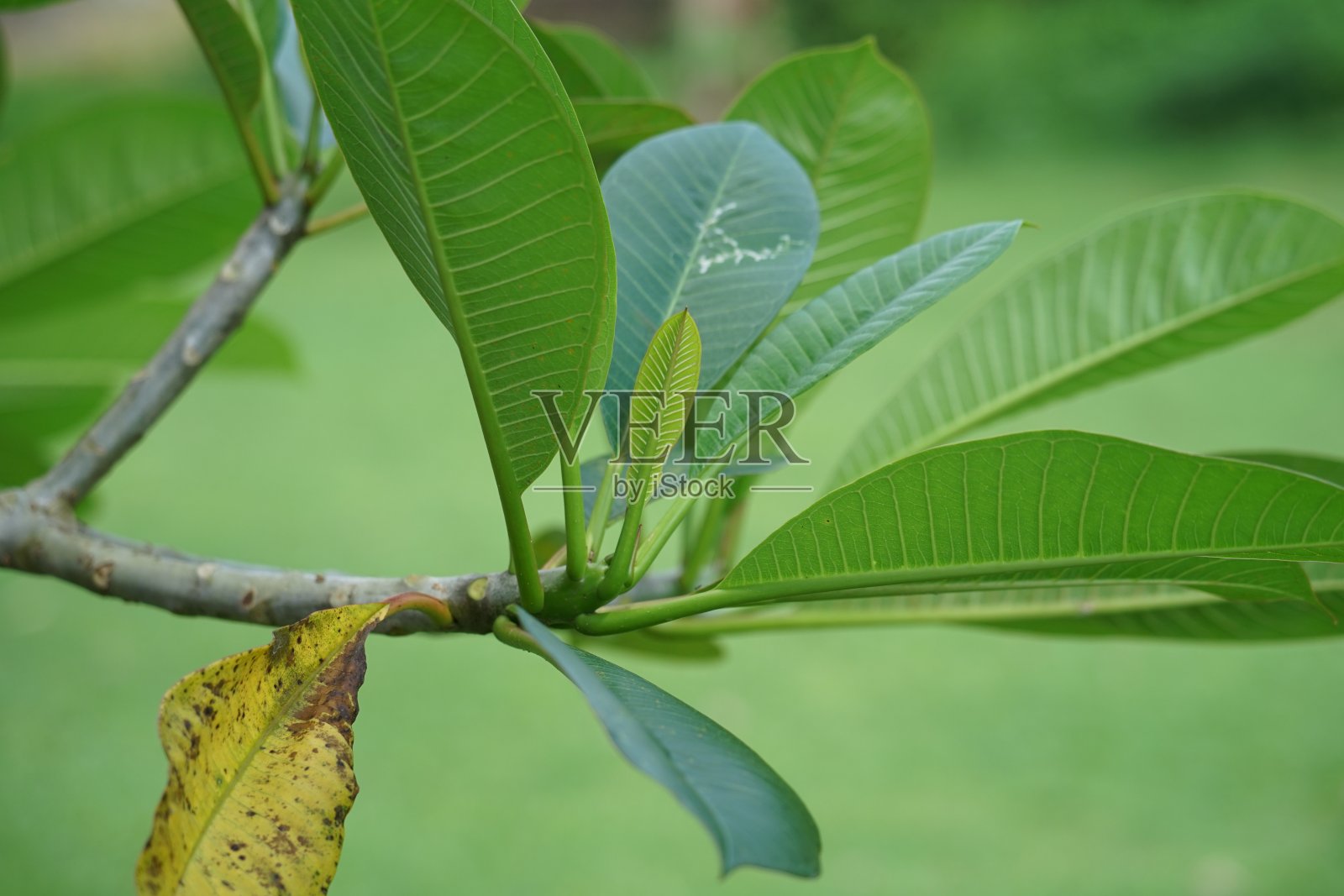 绿叶在花园里茁壮成长照片摄影图片