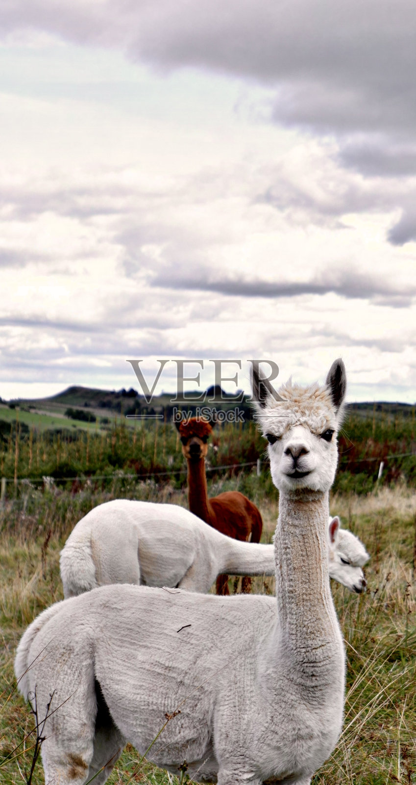 喇玛在大自然中照片摄影图片