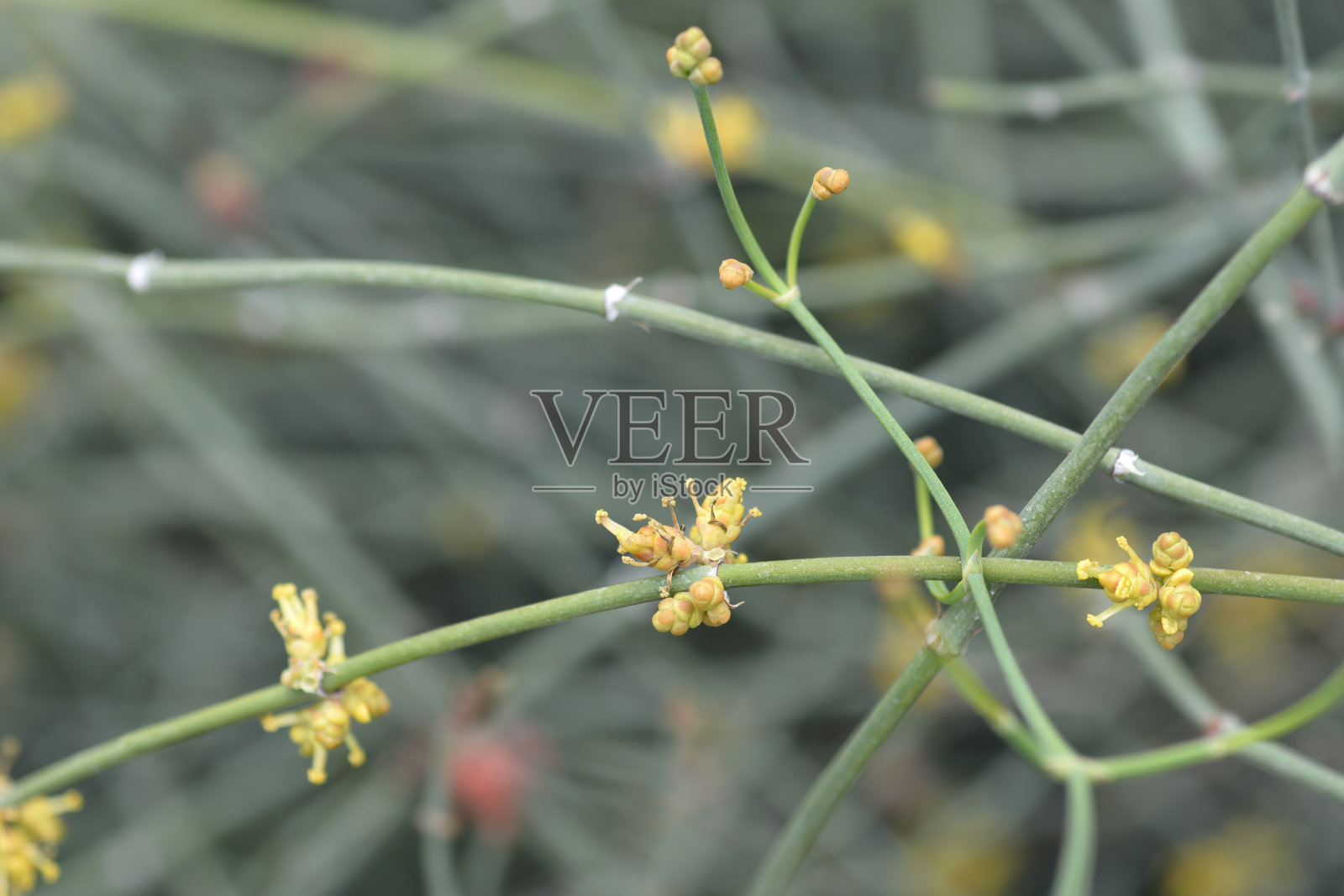 无叶的麻黄照片摄影图片