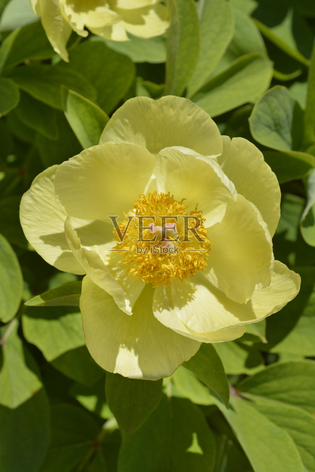 牡丹照片摄影图片