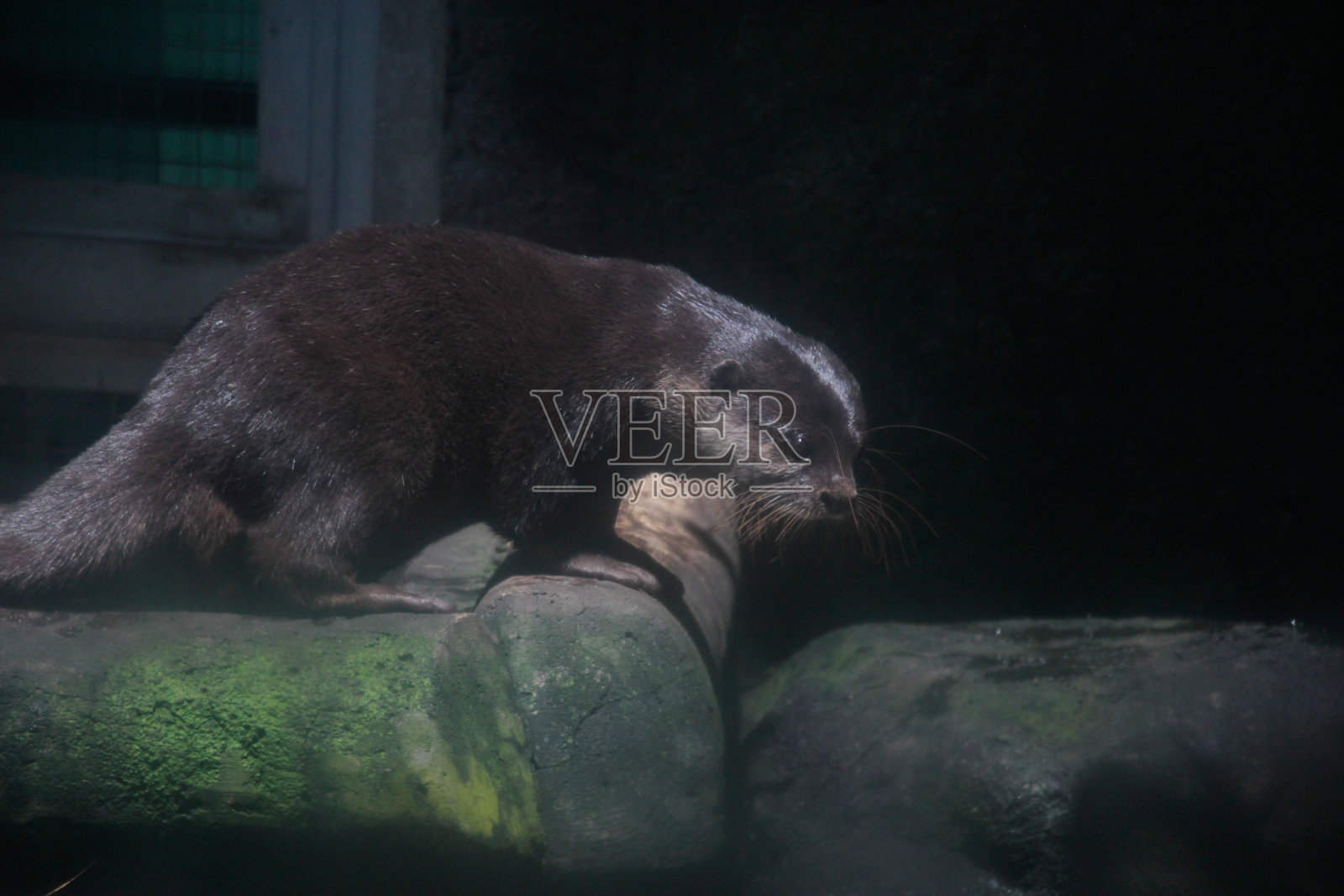 水獭照片摄影图片