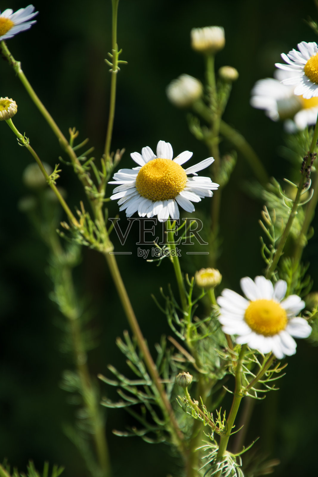 白色洋甘菊在盛开的焦点在前景照片摄影图片