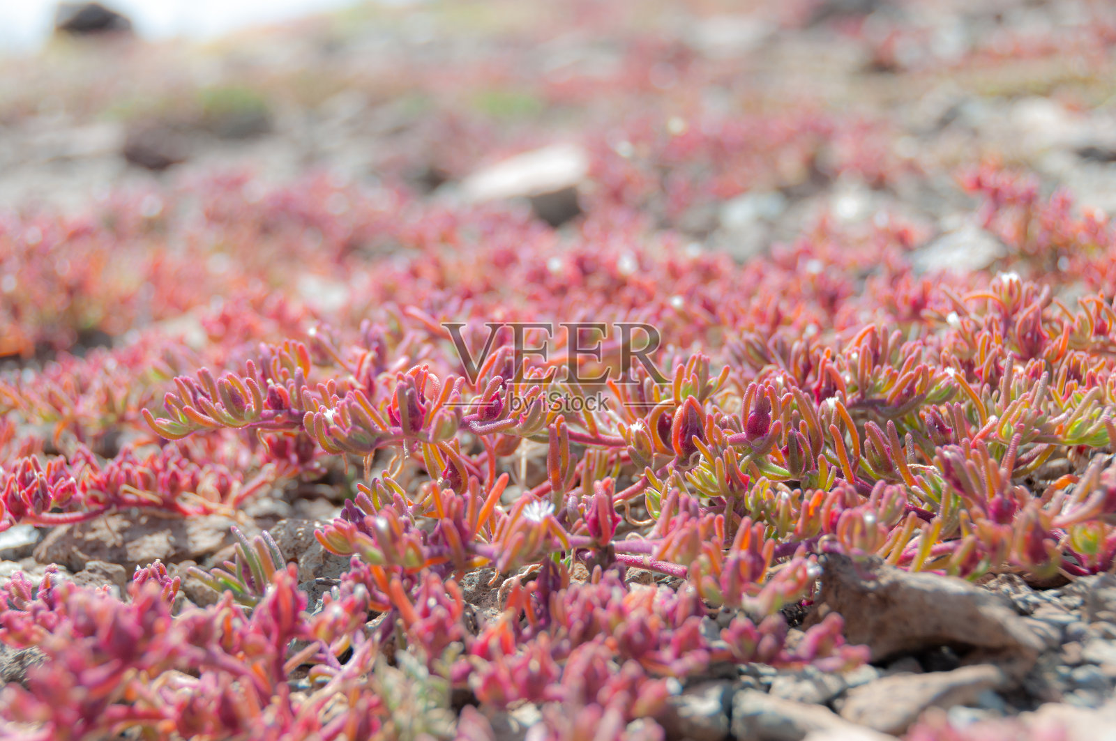 红叶植物照片摄影图片