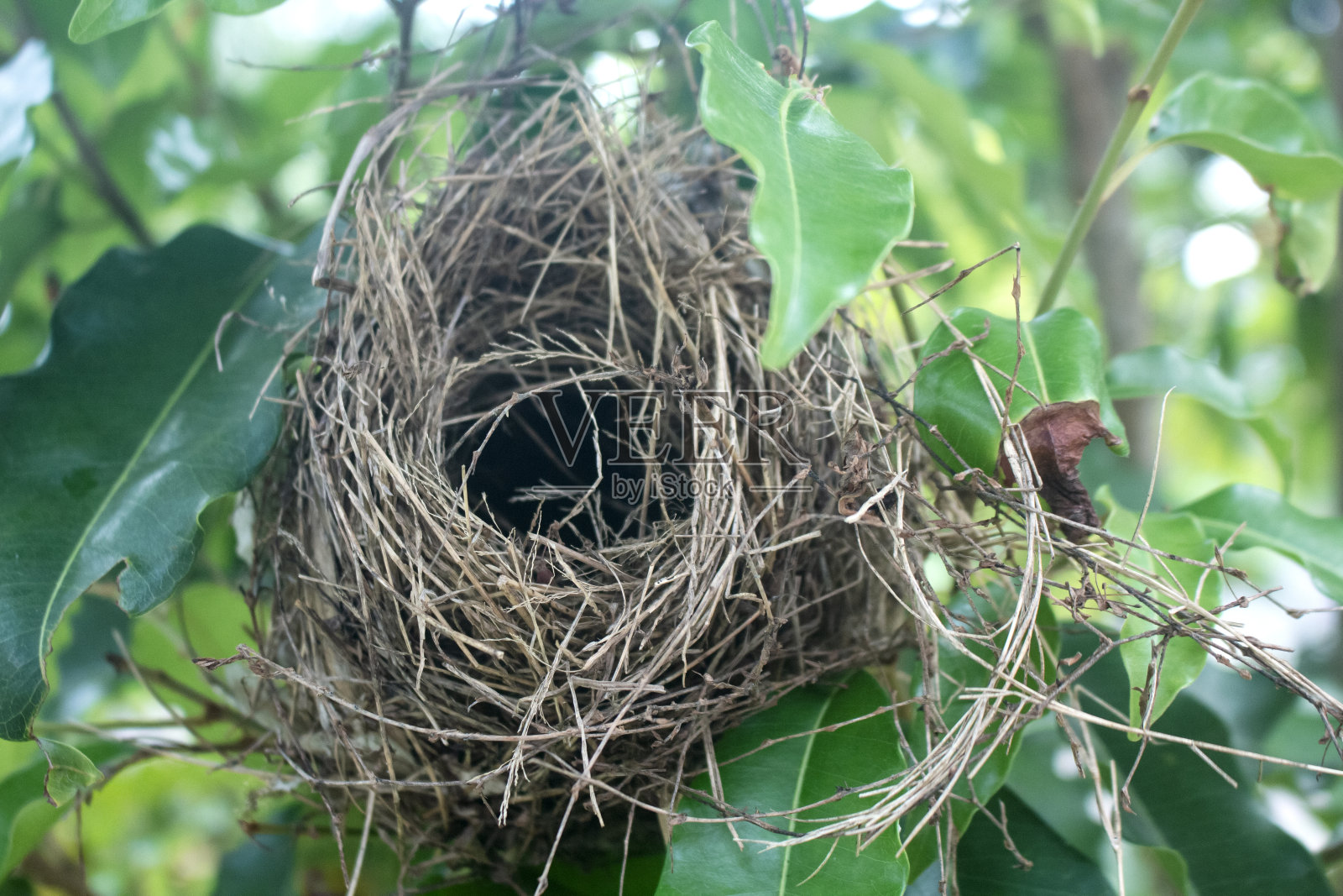 树叶间的鸟巢照片摄影图片