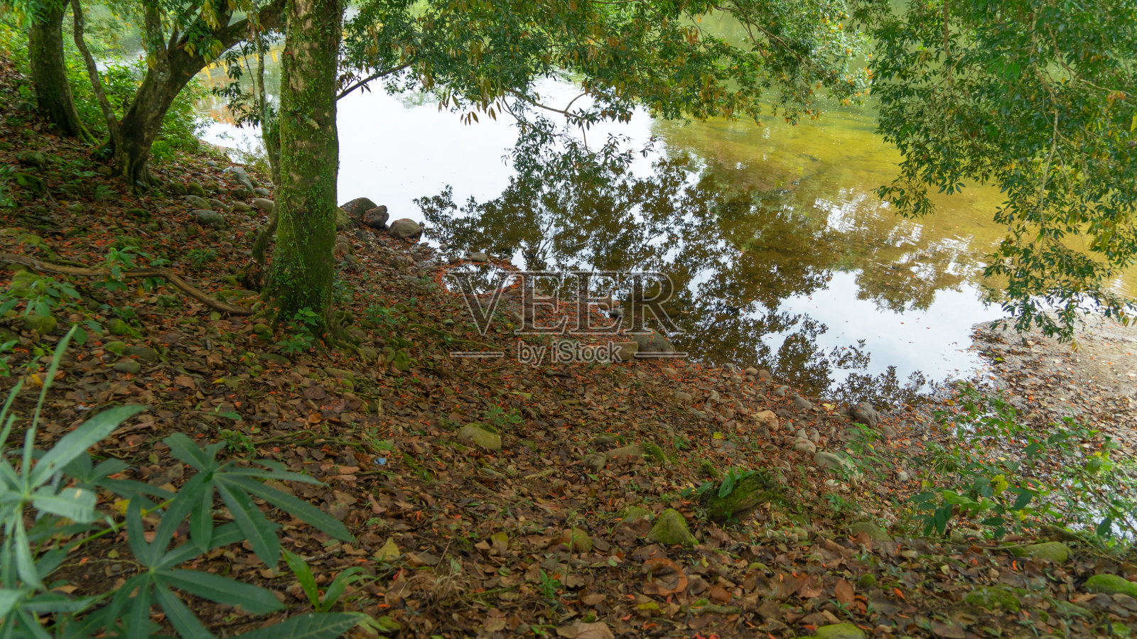河流穿过一片红花林照片摄影图片