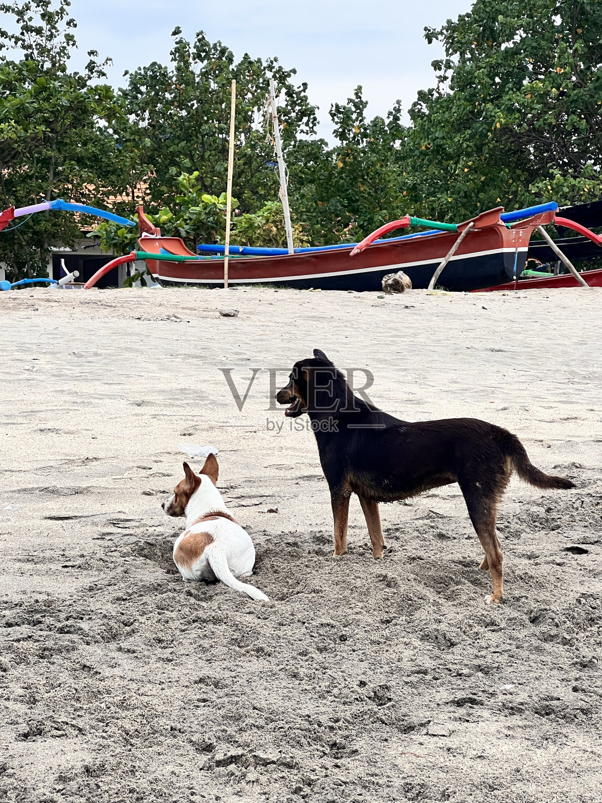 玩狗照片摄影图片
