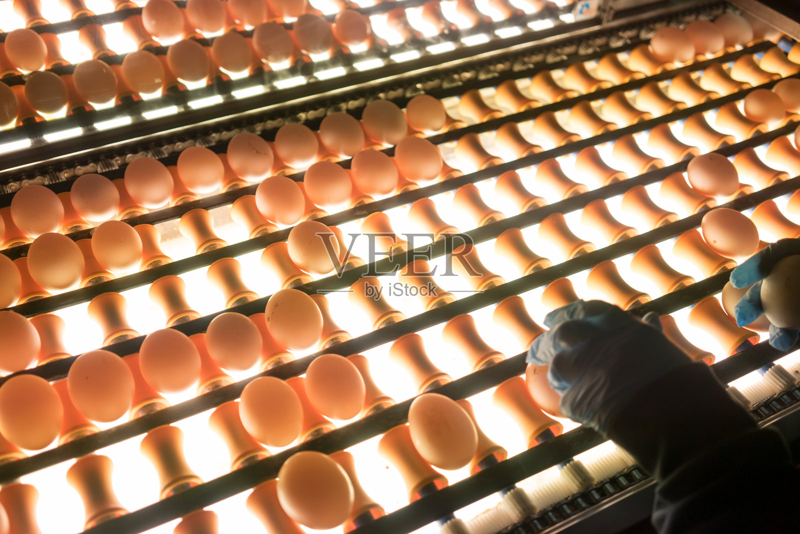 摘白蛋是在质量控制与机器食品工业水平仍然工人的手采摘照片摄影图片