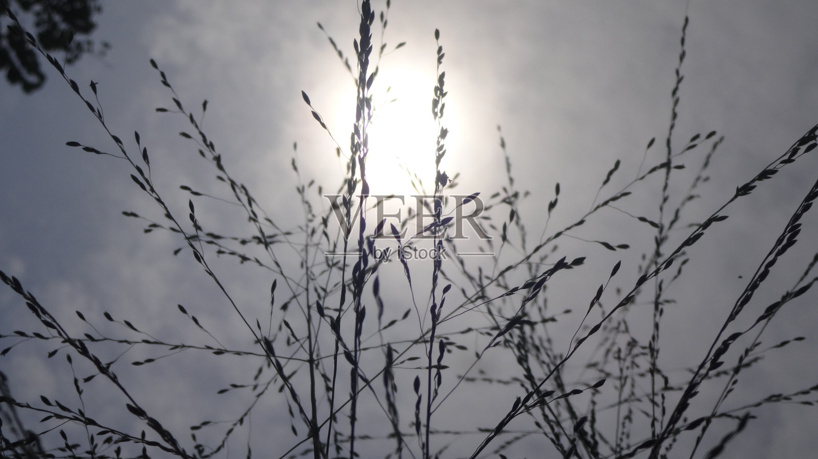 杂草植物的剪影，这张照片是在白天拍摄的，方向是背向太阳的照片摄影图片