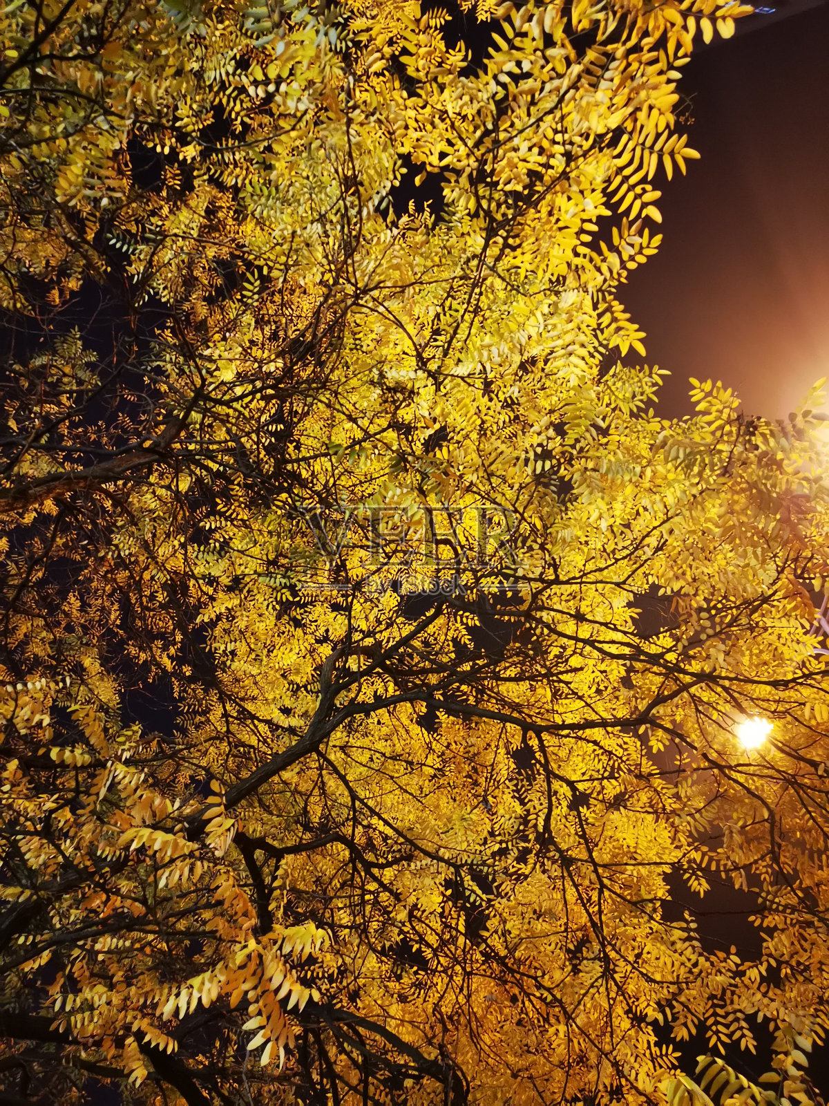 大红花照片摄影图片