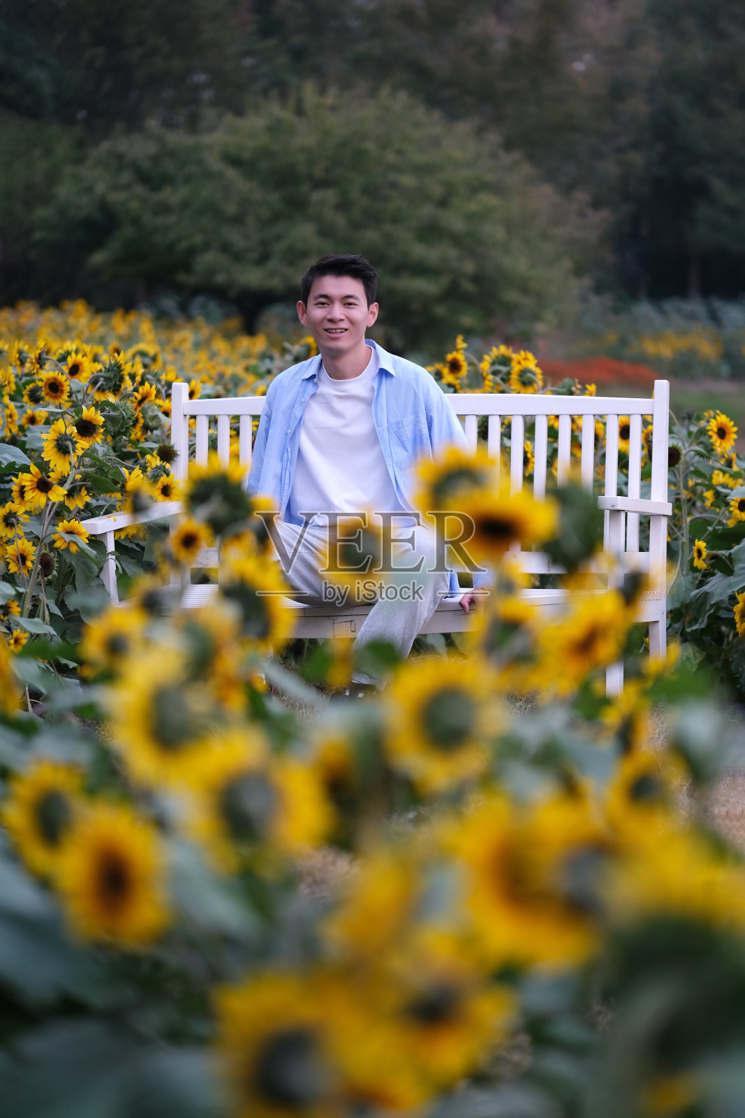 快乐的微笑亚洲年轻人坐在向日葵花园的长凳上照片摄影图片