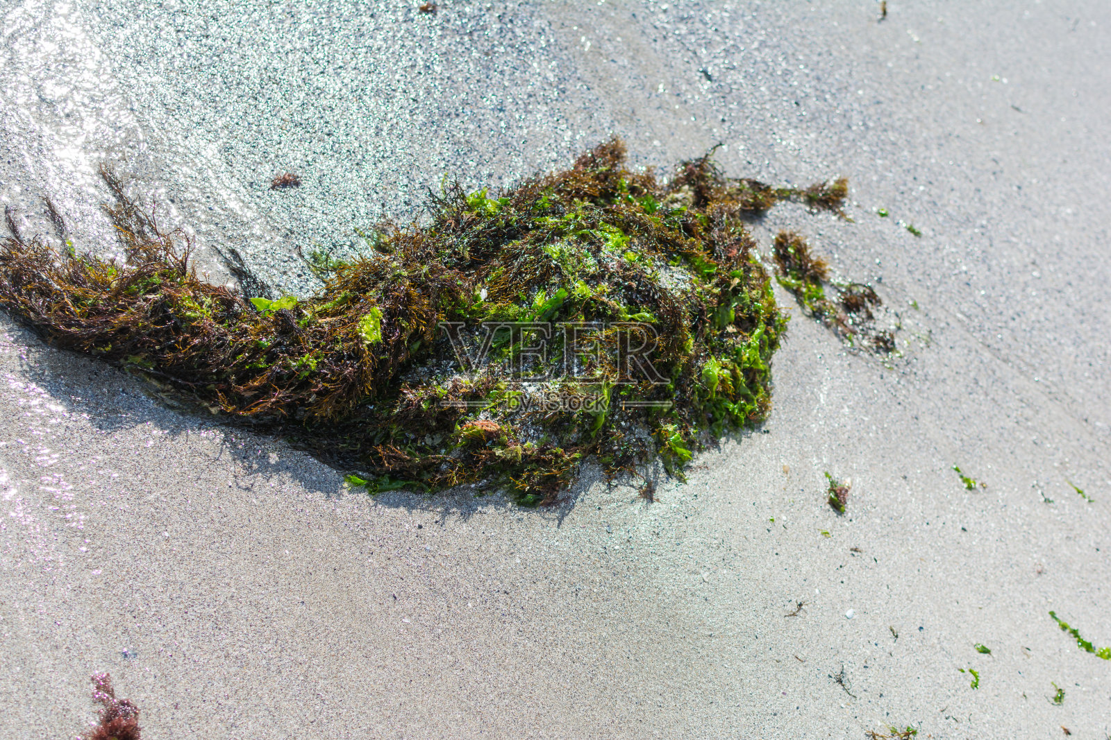 海滩上海藻的特写照片照片摄影图片
