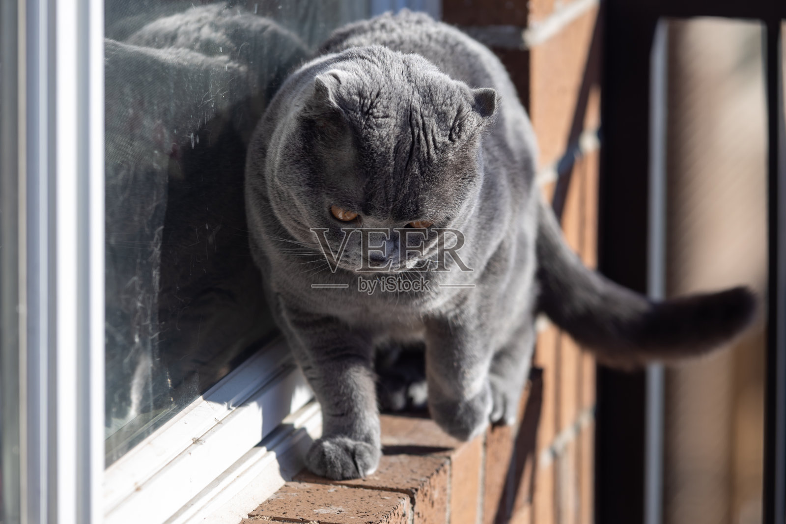 灰色苏格兰折耳猫走在窗外照片摄影图片
