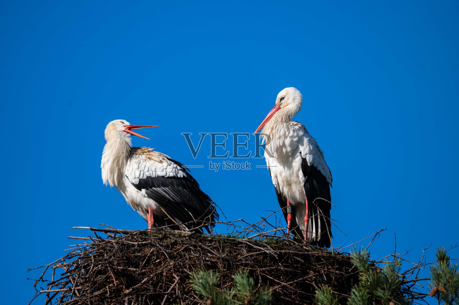 鹳鸟坐在巢里，蓝天为背景照片摄影图片