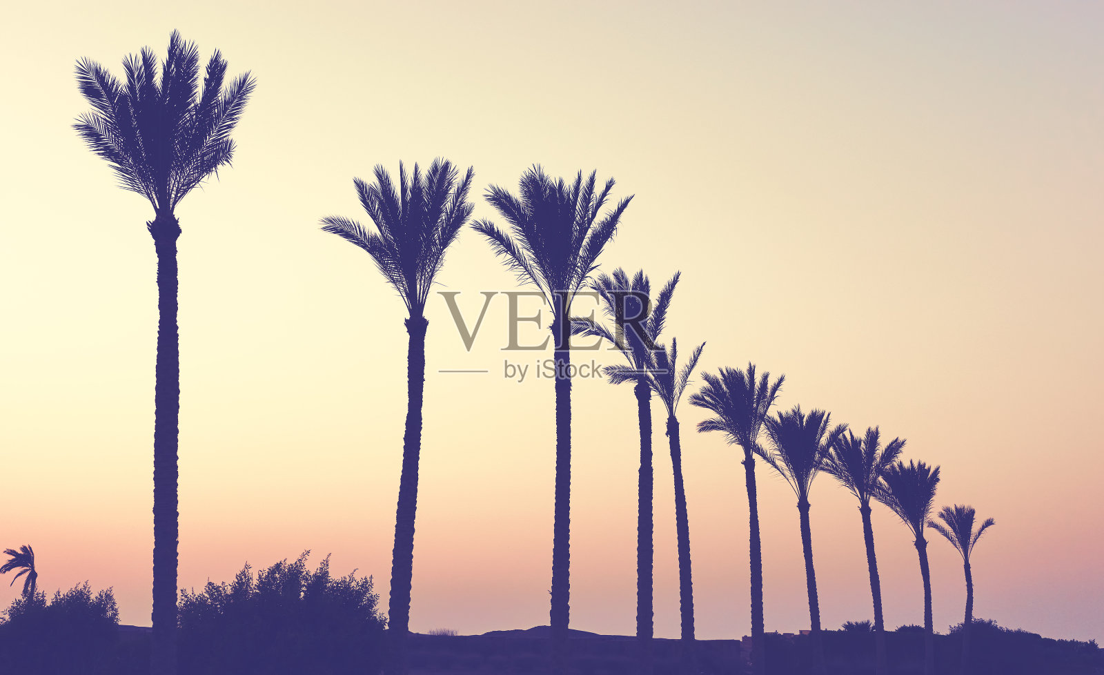 夕阳下棕榈树的剪影，调色应用。照片摄影图片