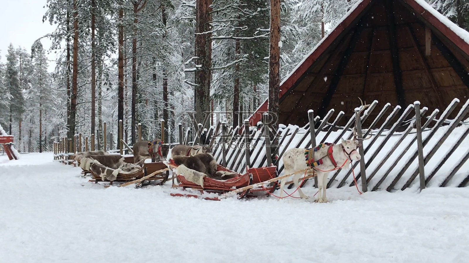 在芬兰罗瓦涅米的圣诞老人村，驯鹿乘坐雪橇照片摄影图片