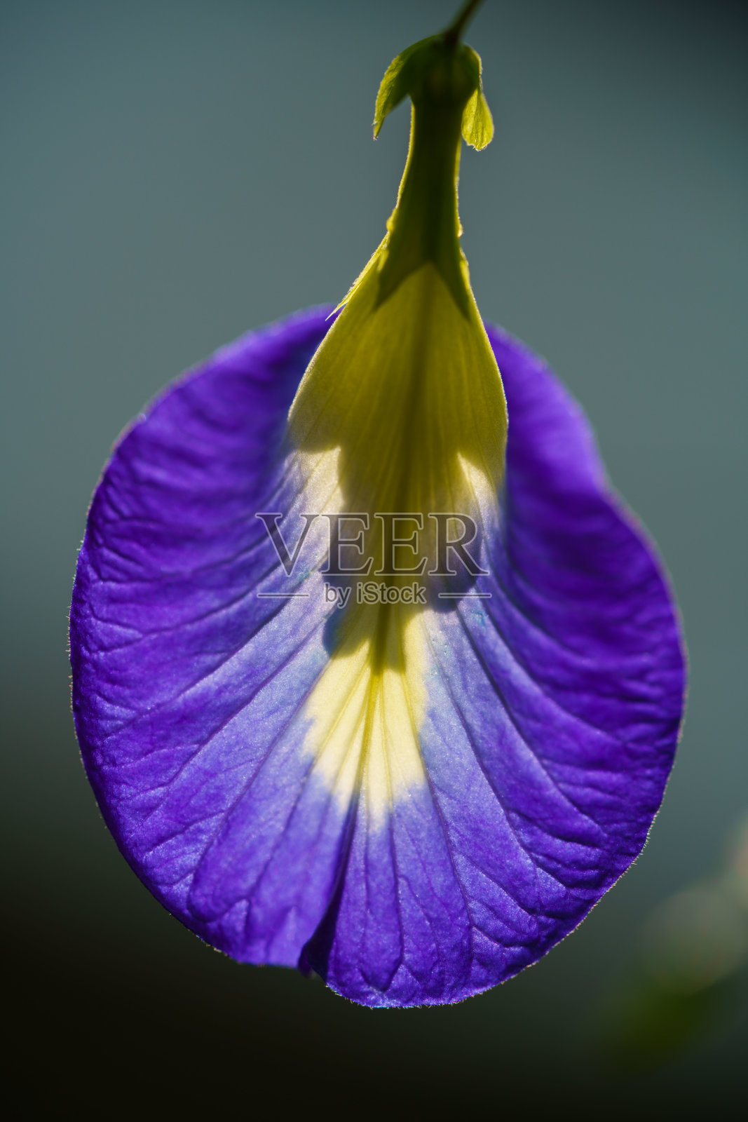 紫色的花孤立在模糊的背景。照片摄影图片