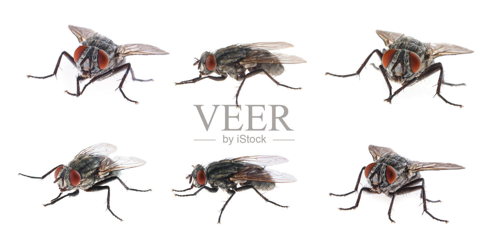 拼贴与普通的黑色苍蝇在白色背景照片摄影图片