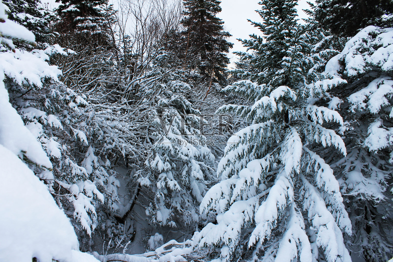 被雪覆盖的常绿树木照片摄影图片