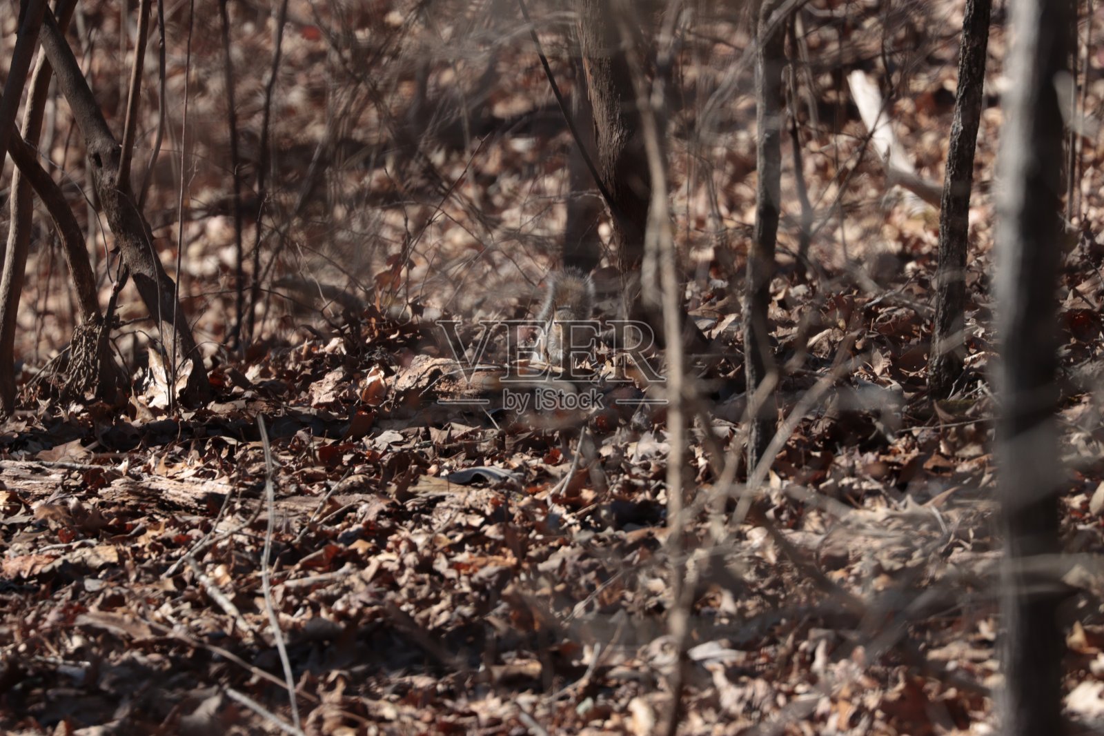 松鼠盯着照片摄影图片