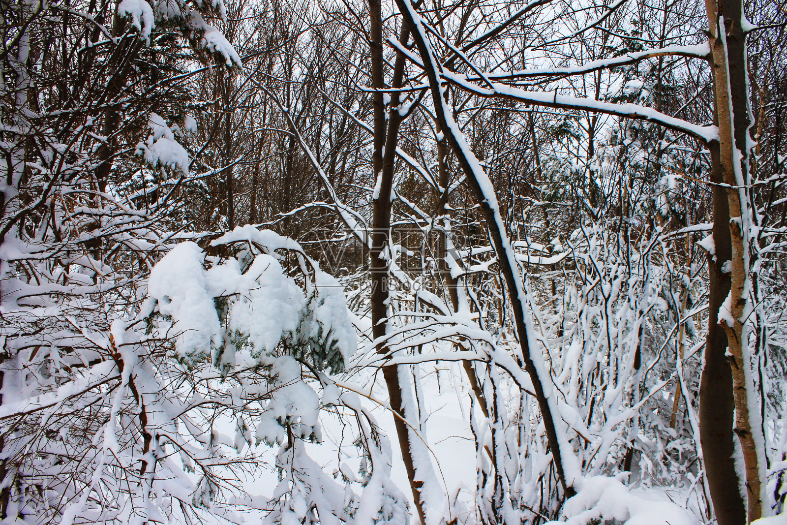 雪覆盖着落叶树木照片摄影图片