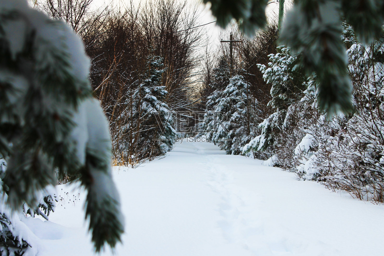 绿树成荫的步道，冬天照片摄影图片