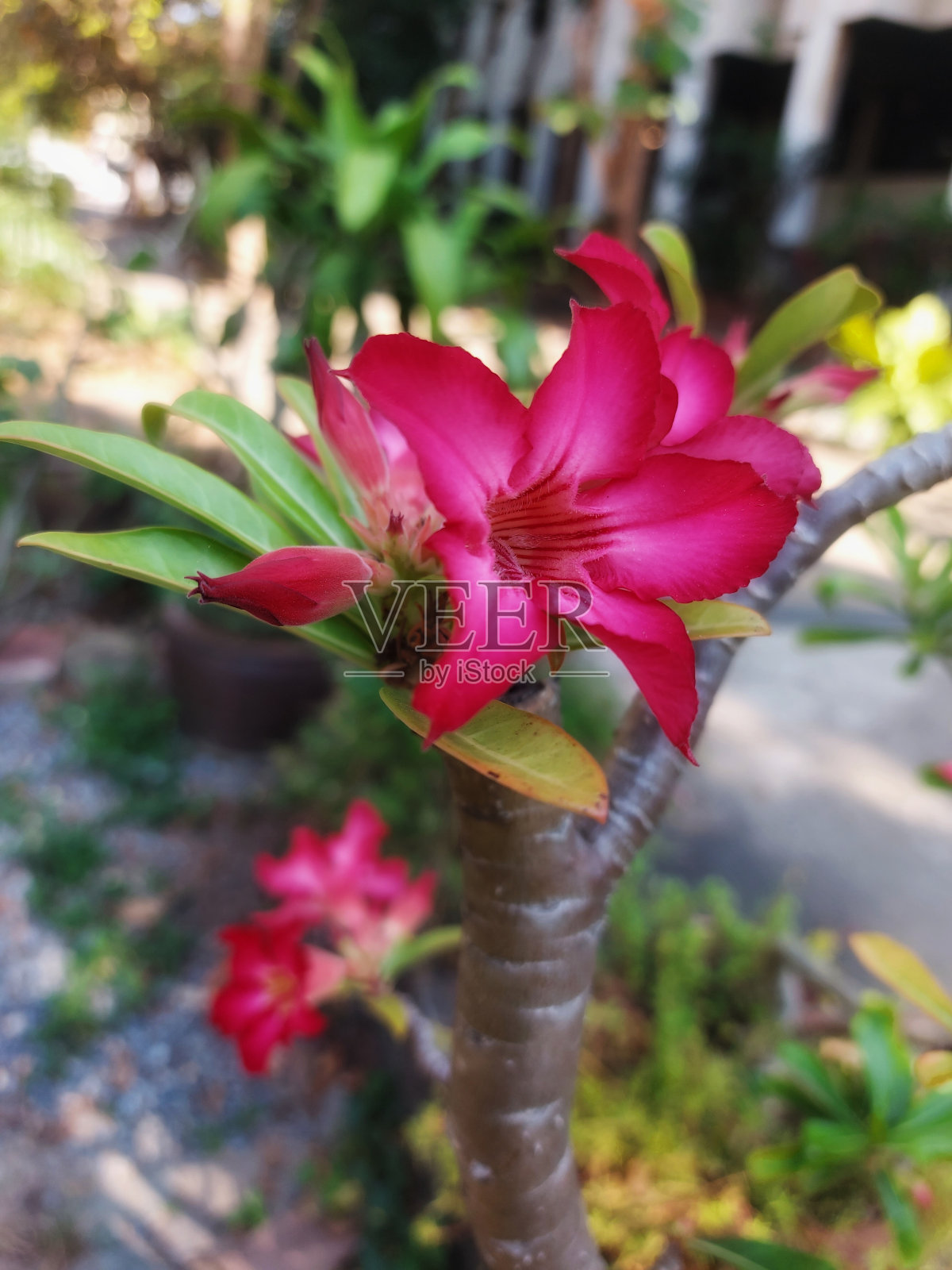 花和叶子。照片摄影图片