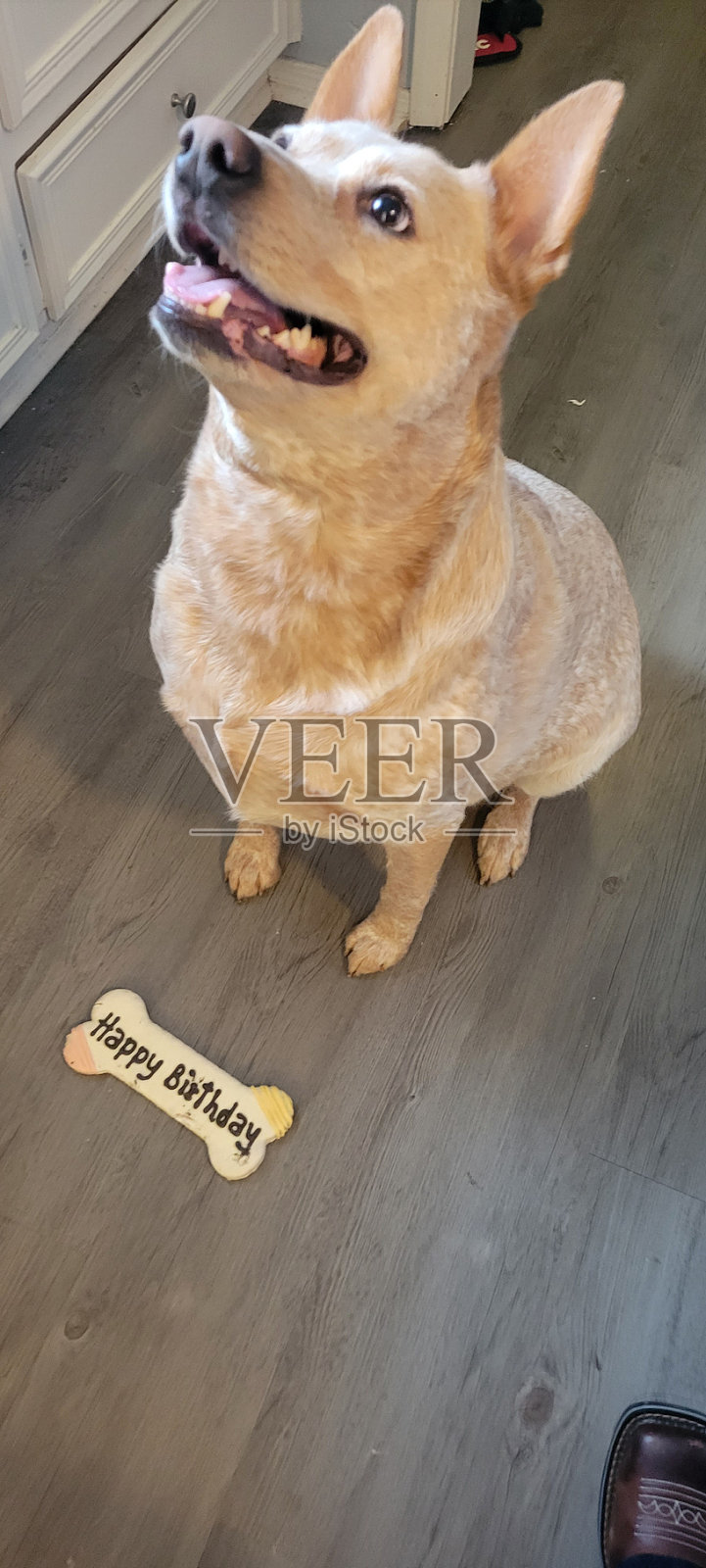 生日的狗照片摄影图片