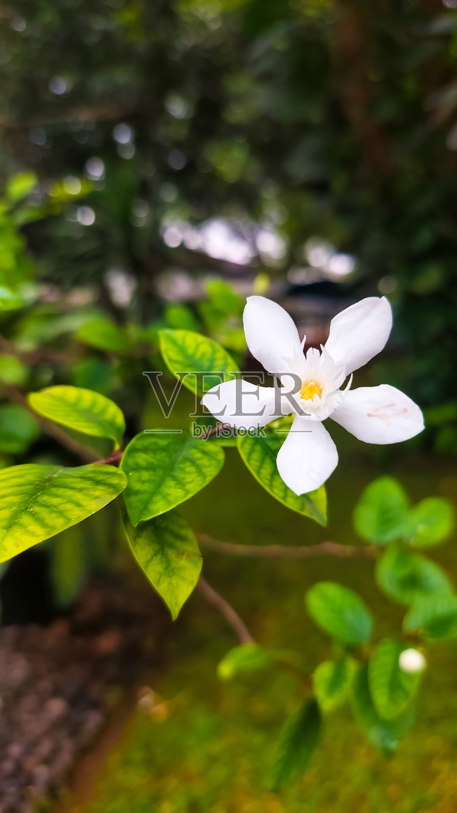 白色的野花为背景。也被称为牛奶花，风车花，或紫薇茉莉。照片摄影图片