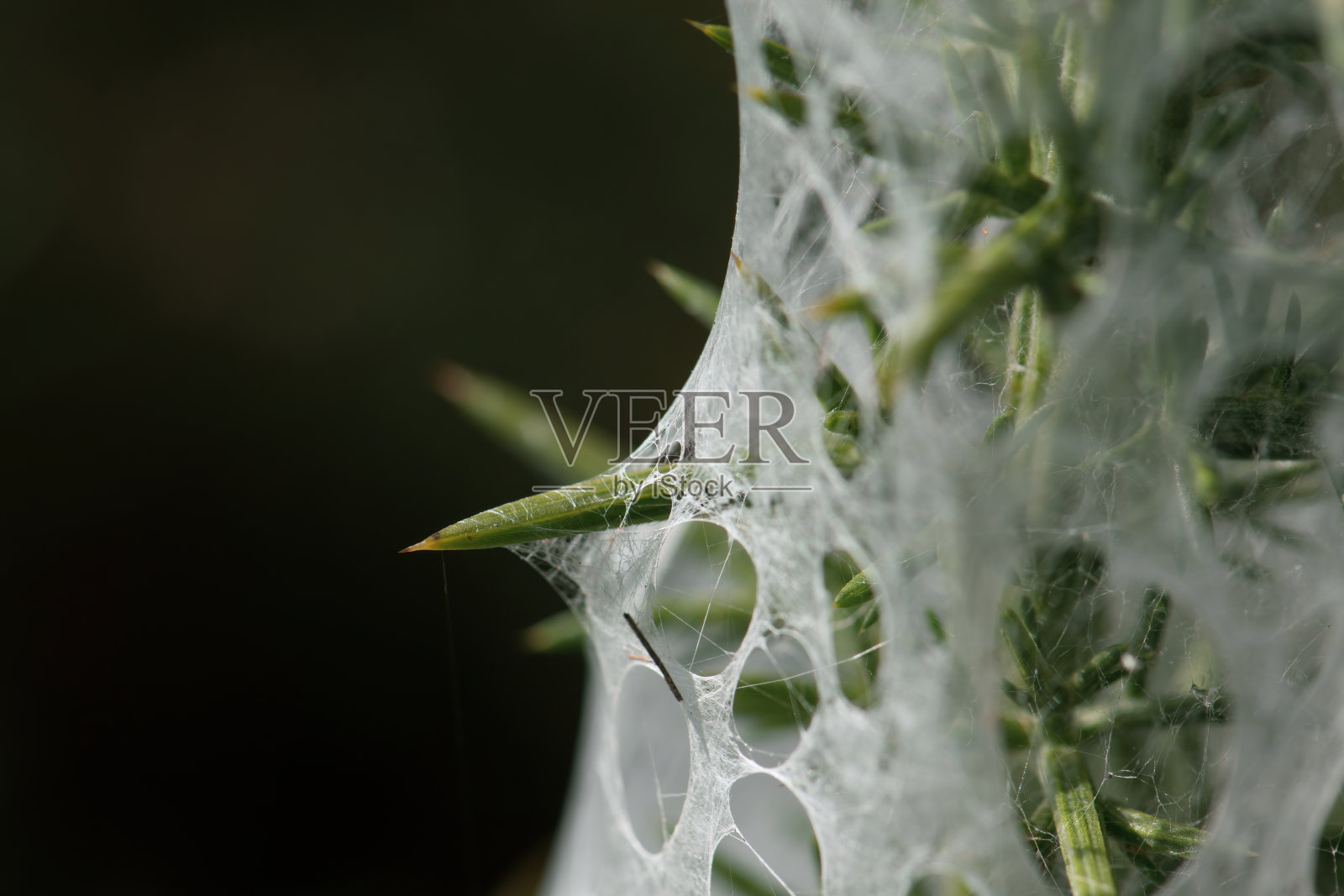 金雀花上有洞的蜘蛛网，尖刺突出照片摄影图片