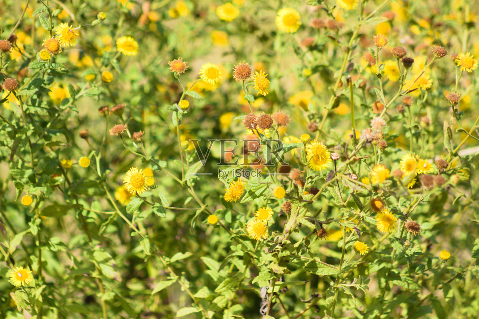 近距离的普通fleabane花坛与选择性聚焦的前景照片摄影图片