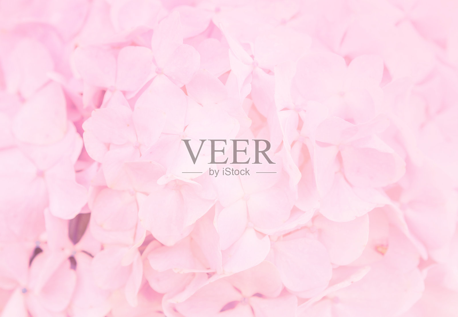 抽象模糊粉色绣球花背景照片摄影图片