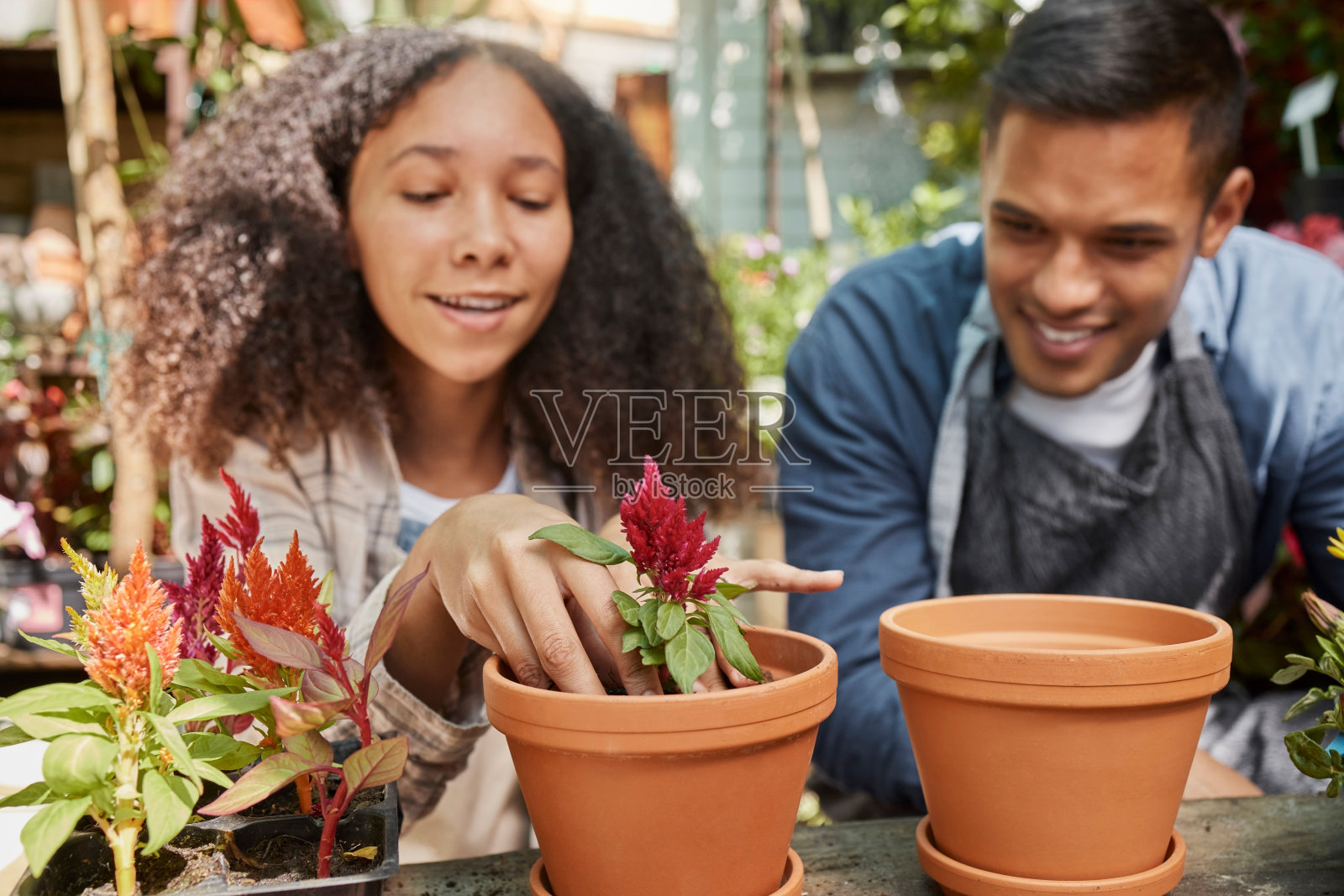 情侣，一起在花园里种花，为植物农业、春季生长或温室内的自然可持续发展而工作。拉丁裔女子，男子微笑和快乐的户外禅意花卉苗圃照片摄影图片