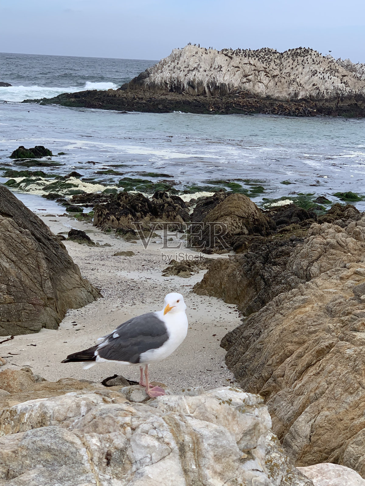 一只海鸥栖息在岩石上照片摄影图片