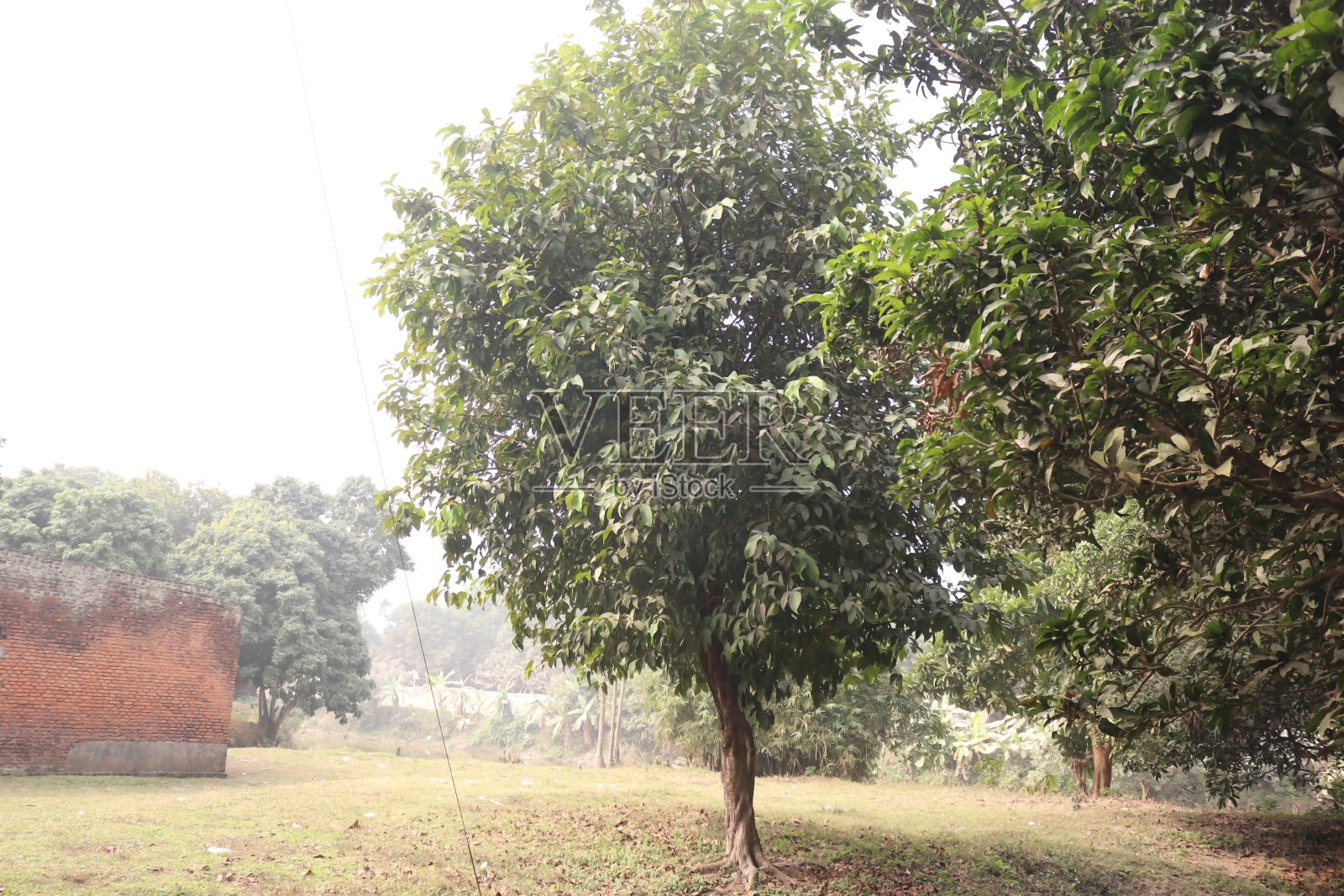 孟加拉国公园里令人惊叹的景色照片摄影图片