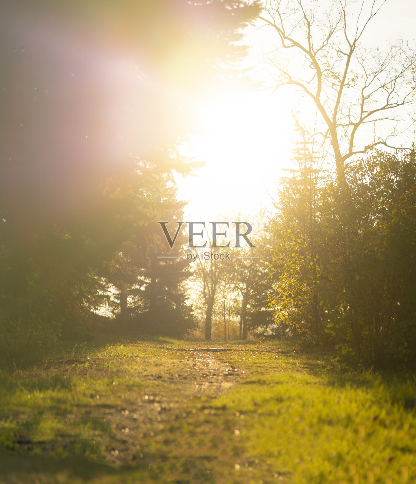 绚烂的秋天森林景象，自然景观与五颜六色的树叶和树木照片摄影图片