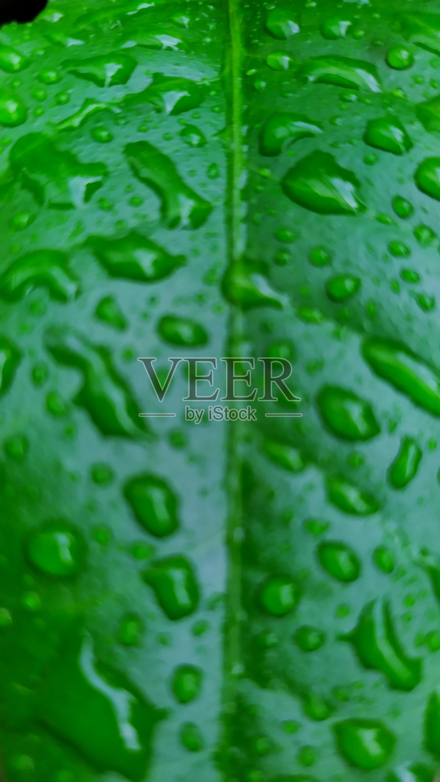 散焦叶照片摄影图片