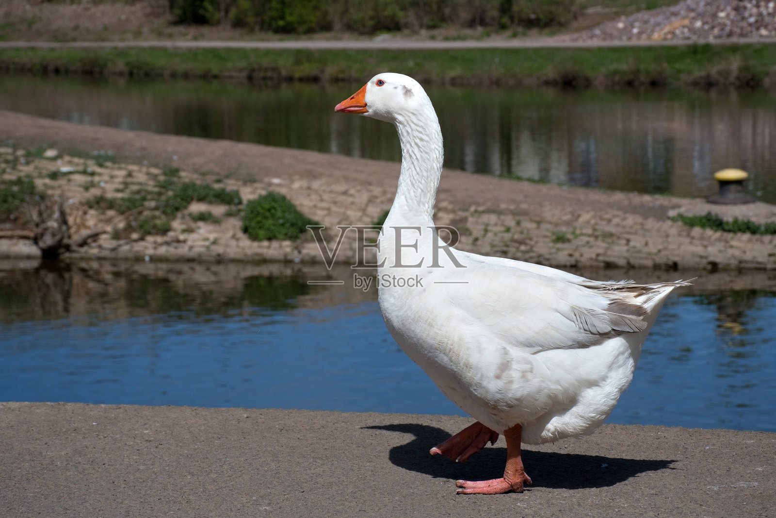 沿着萨尔运河散步的鹅照片摄影图片