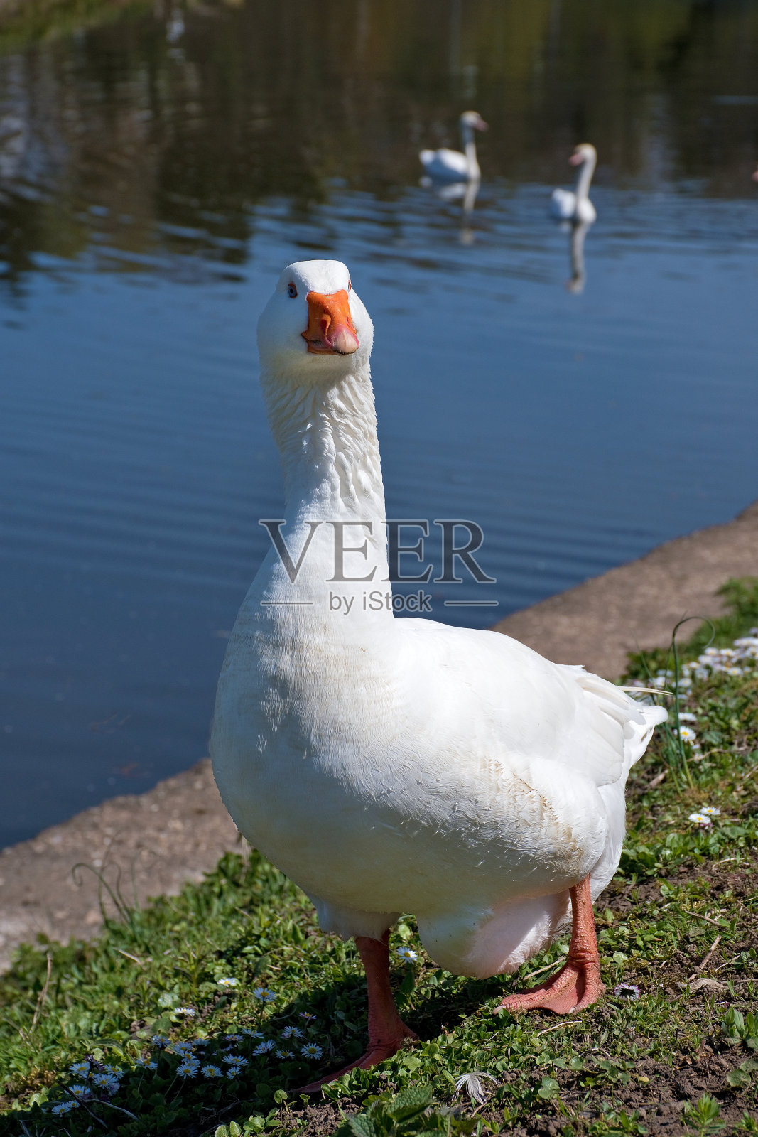 沿着萨尔运河散步的鹅照片摄影图片