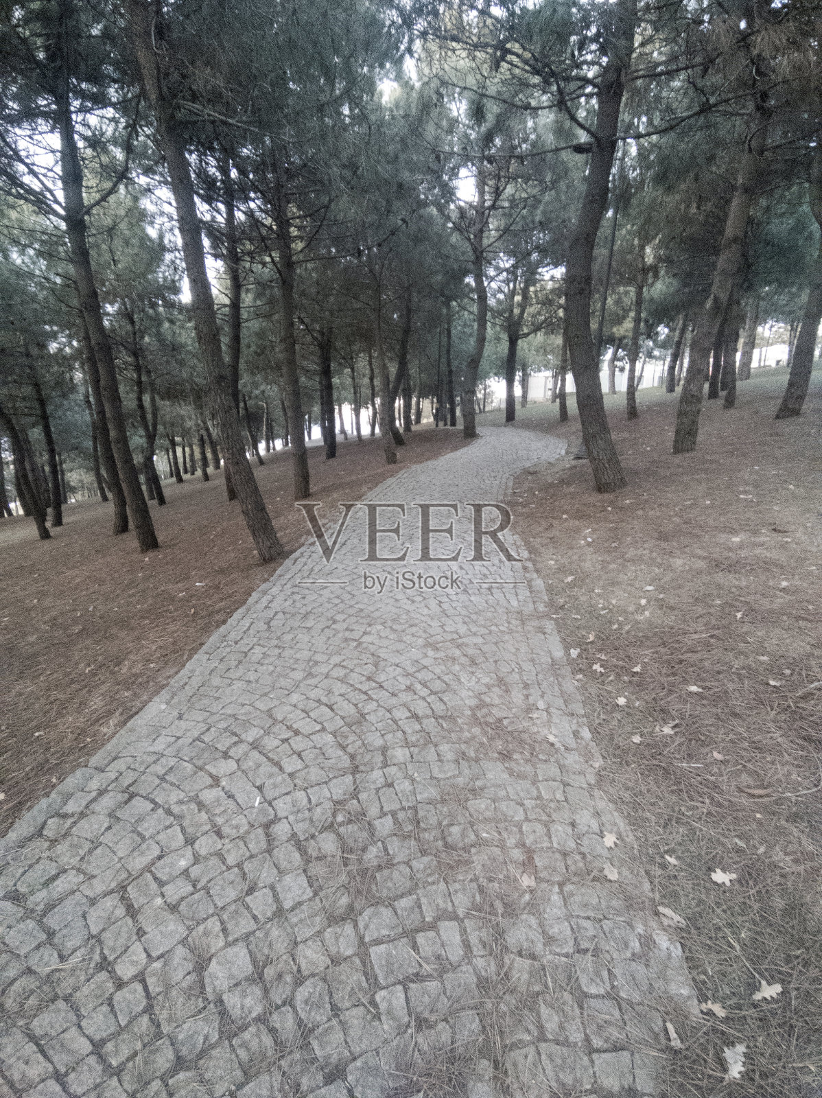 创意的鹅卵石路照片摄影图片